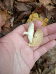 Hypholoma fasciculare