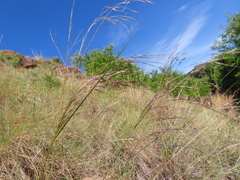 Aristida diffusa