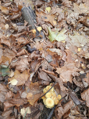 Hypholoma fasciculare