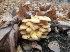 Hypholoma fasciculare