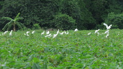 Bubulcus ibis