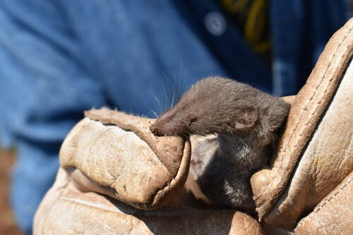 Veracruz Shrew (Sorex veraecrucis) — Least Concern Mammalia