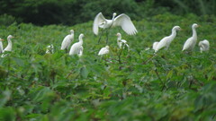 Bubulcus ibis