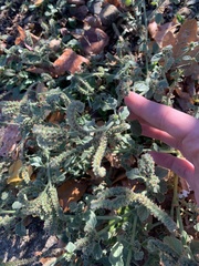 Heliotropium europaeum