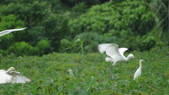 Bubulcus ibis