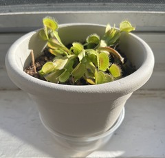 Dionaea