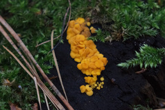Calycina citrina