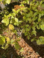 Magnoliopsida