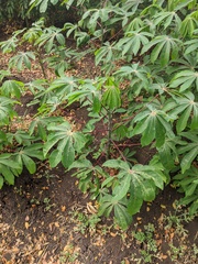 Manihot esculenta