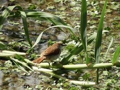 Certhiaxis cinnamomeus