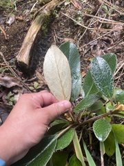 Brachyglottis elaeagnifolia