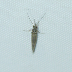 Glossosoma