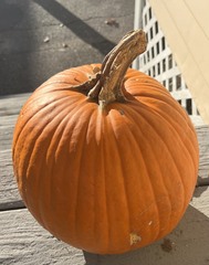 Cucurbita maxima maxima