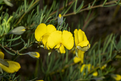Gompholobium latifolium