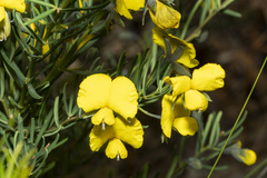Gompholobium latifolium