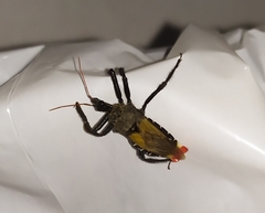 Apiomerus vexillarius