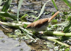 Certhiaxis cinnamomeus