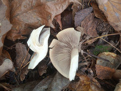 Hypholoma lateritium