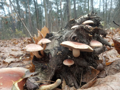 Hypholoma lateritium
