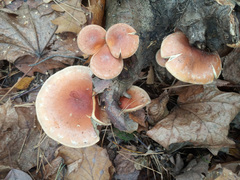 Hypholoma lateritium
