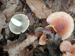 Hypholoma lateritium