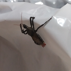 Apiomerus vexillarius