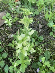 Cerastium glomeratum