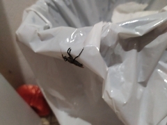 Apiomerus vexillarius