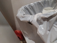 Apiomerus vexillarius