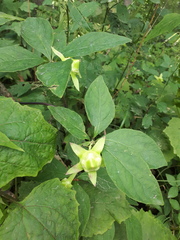 Codonopsis lanceolata