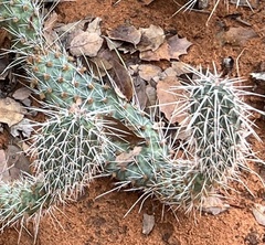 Opuntia polyacantha erinacea