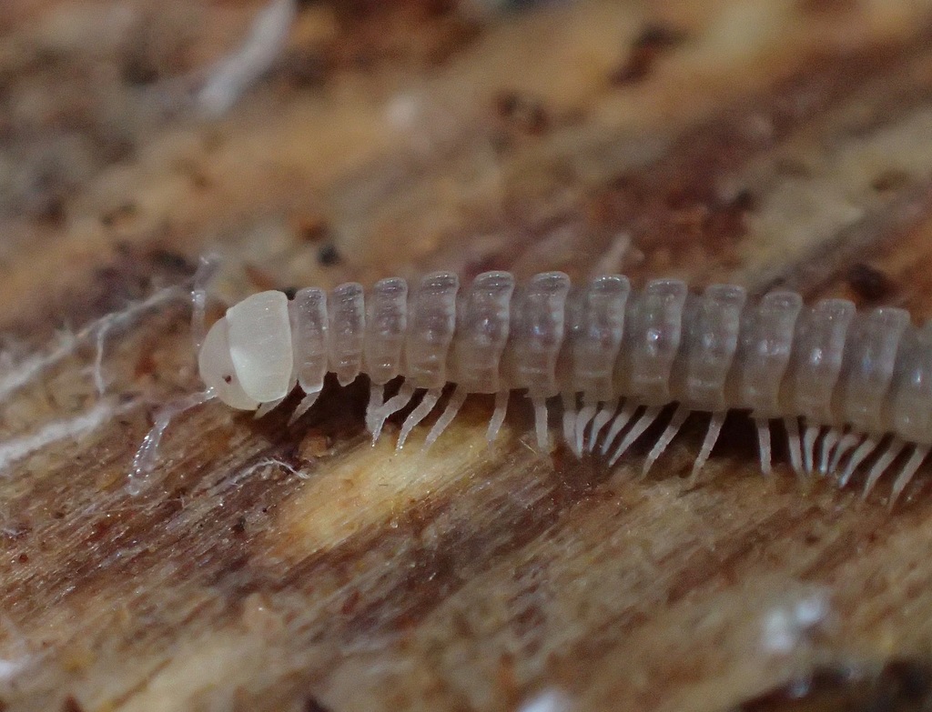 Striarioidea