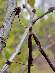 Caragana arborescens