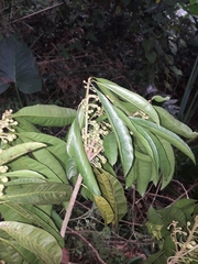 Pouteria campechiana