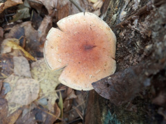 Hypholoma lateritium