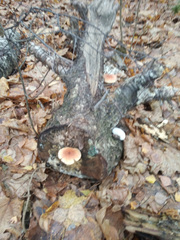 Hypholoma lateritium