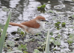 Certhiaxis cinnamomeus