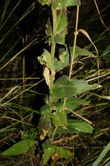 Silene viscosa