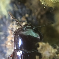 Hypogena tricornis