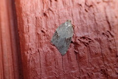 Acleris maccana