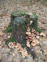 Hypholoma lateritium