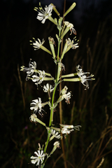 Silene multiflora