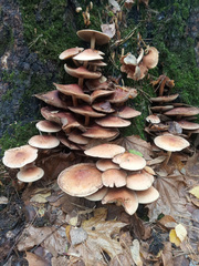 Hypholoma lateritium