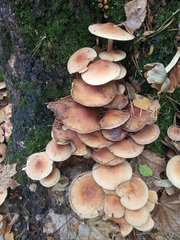 Hypholoma lateritium