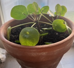 Pilea peperomioides