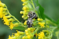 Colletes simulans armatus