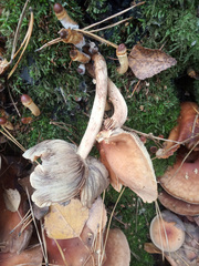 Hypholoma lateritium