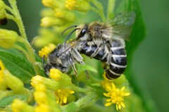 Colletes simulans armatus