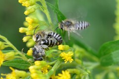 Colletes simulans armatus