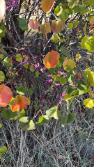 Cercis occidentalis